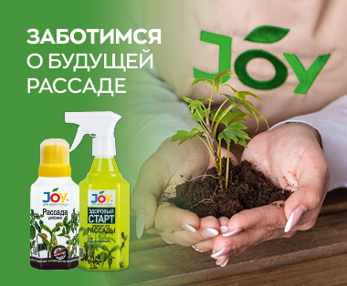 рассада
