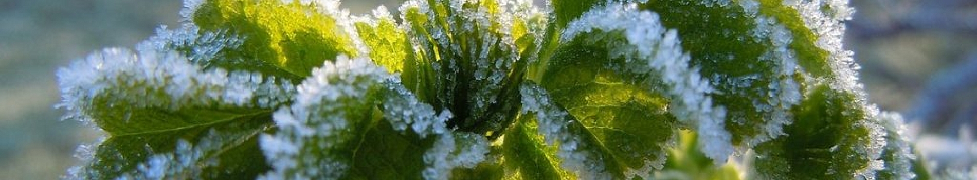 Фотография - Возвратные весенние заморозки – как уберечь растения в саду и огороде